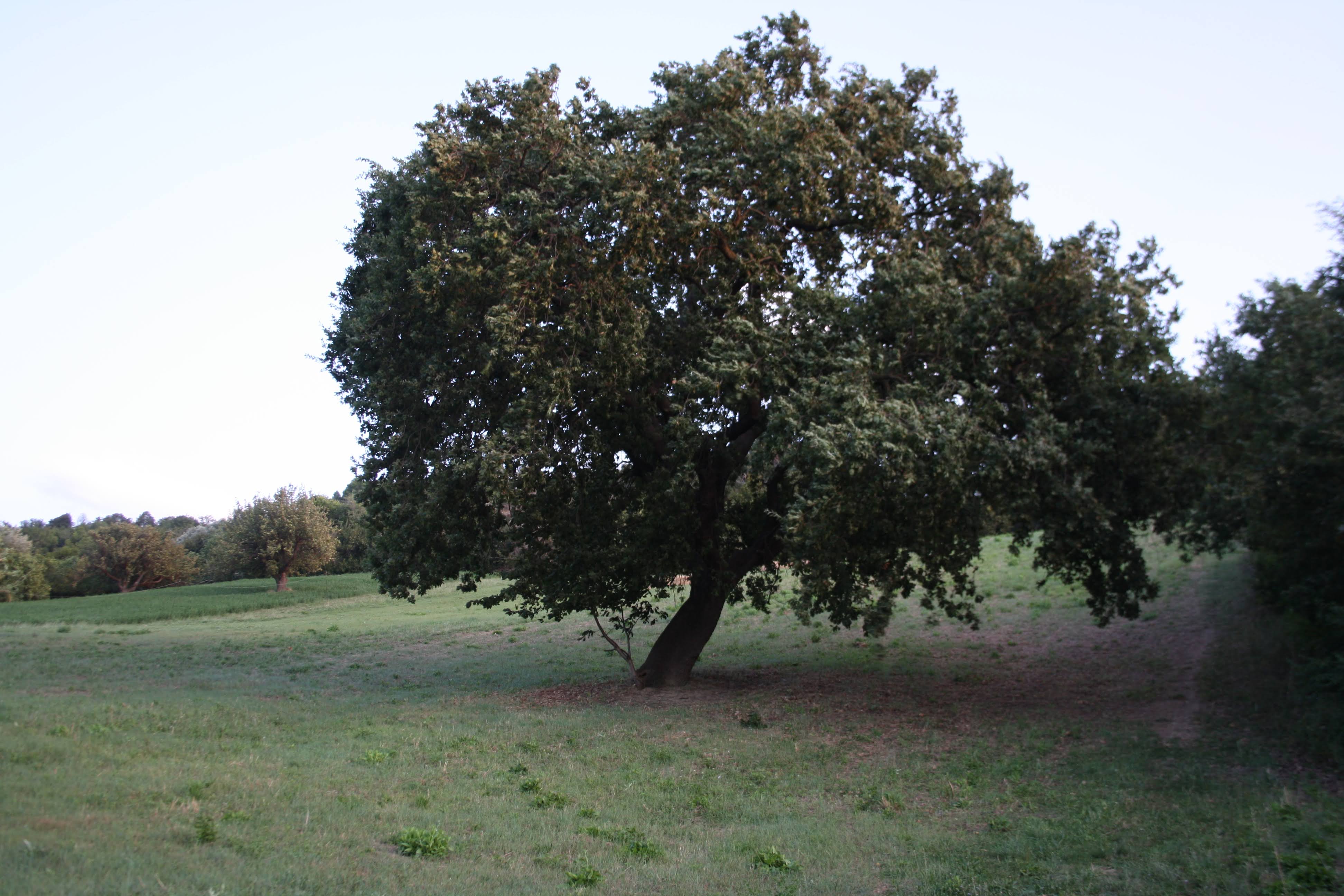 43 Roverella Direzione Parco sooto Villa Romana 1 1