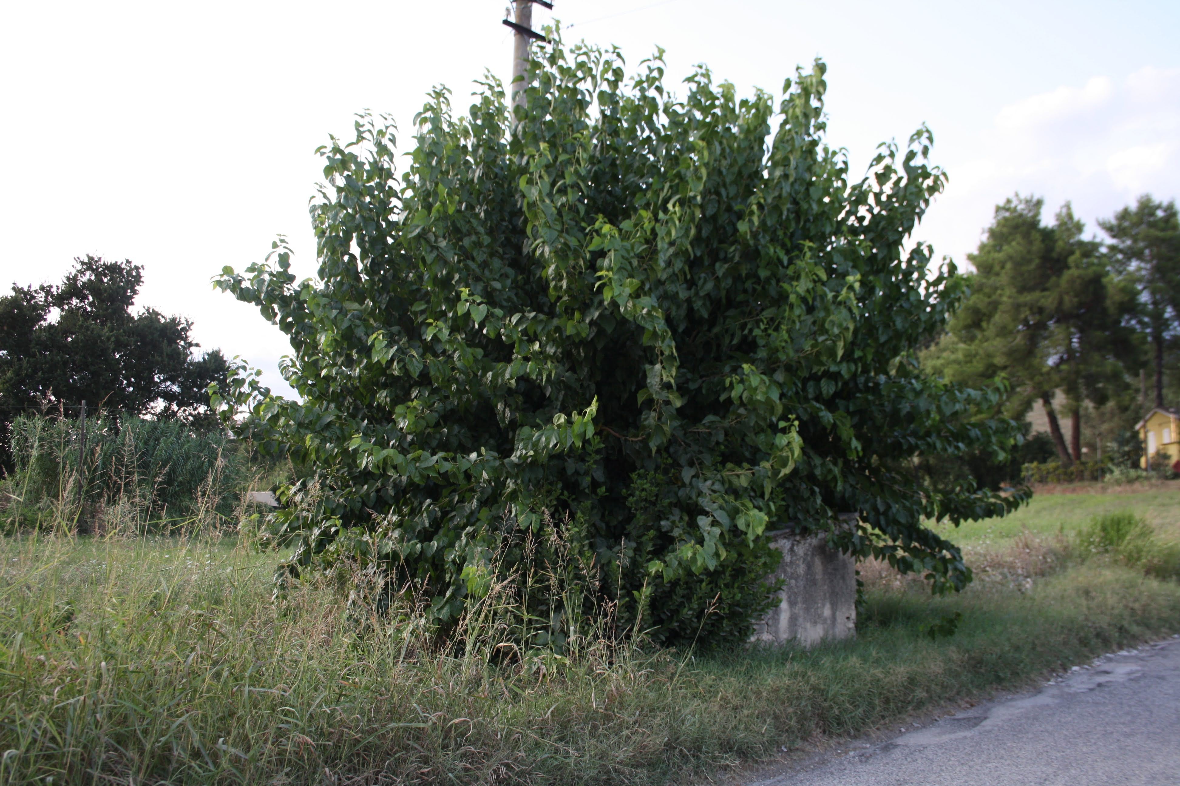 8 Gelso Via Ferrovia bivio Dir Parco 1 1