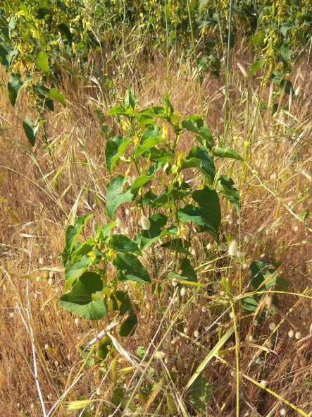 Aristolochia clematitis