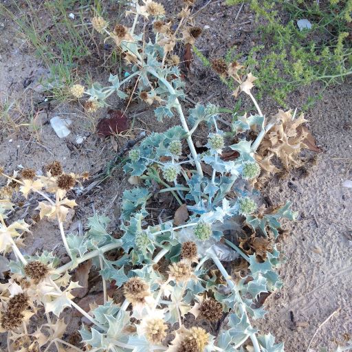 Calcatreppola marittimaEryngium maritimum