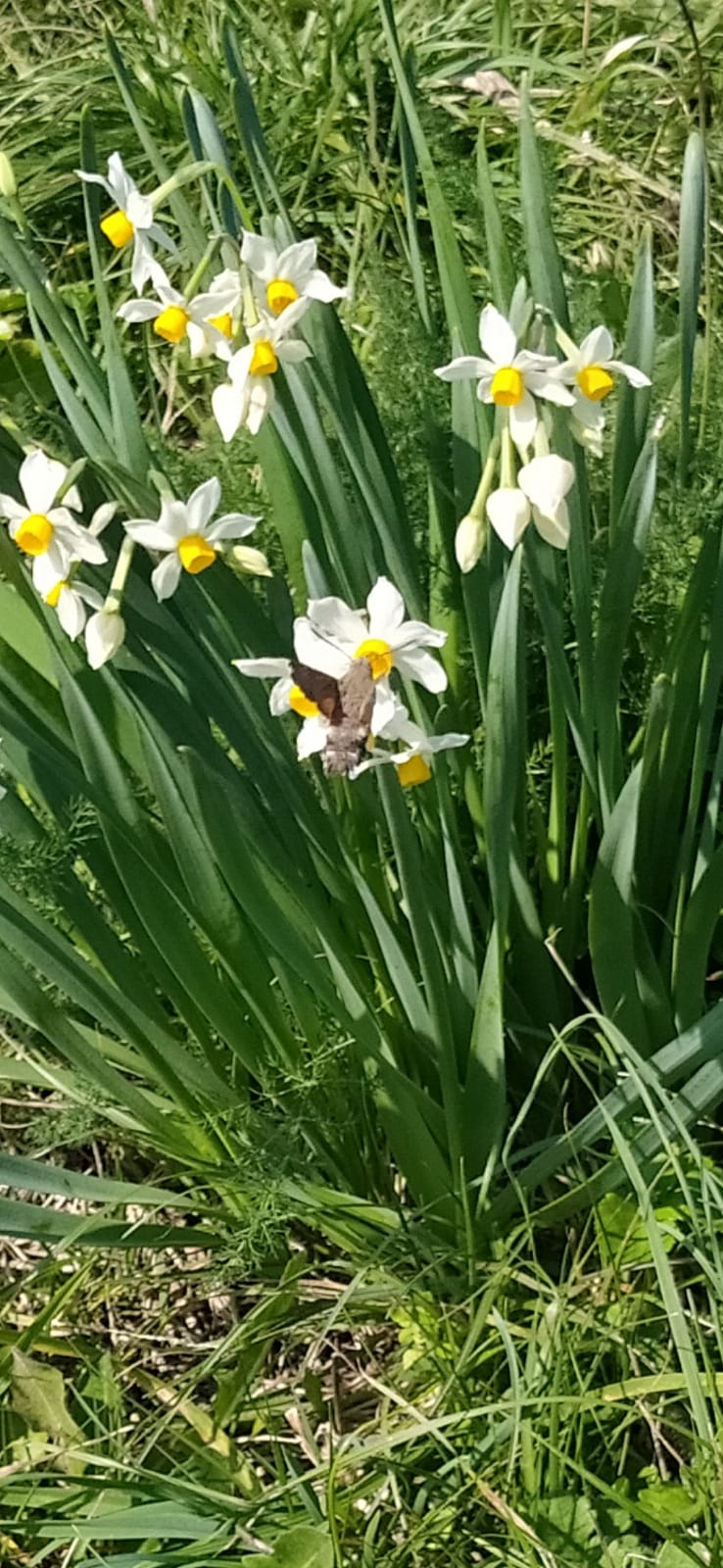 Cardeto narciso particolare fiore