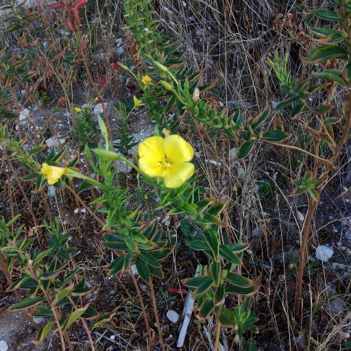 Enagra Oenothera biennis