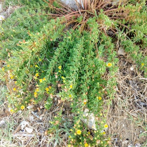 Enula bacicci Inula chritmoides