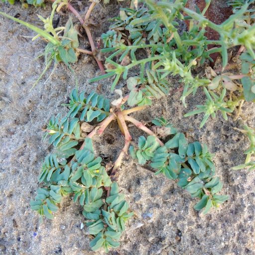 Euforbia delle spiagge Euphorbia peplis