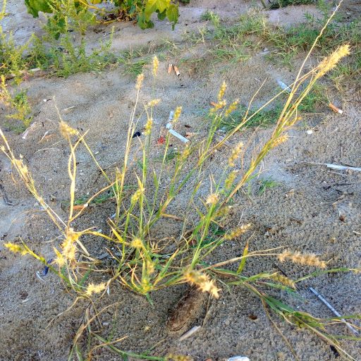 Nappola delle spiagge Cenchrus incertus