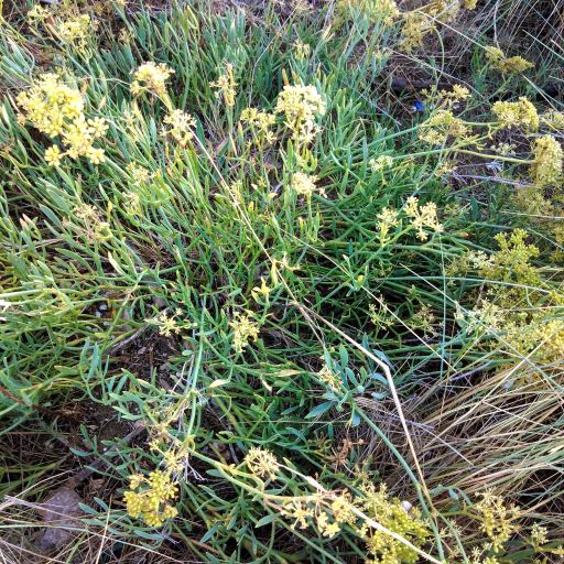 Paccasasso o finocchio marittimo Chritmum maritimum