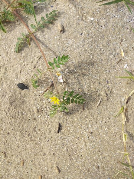 Tribolo comune Tribulus terrestris