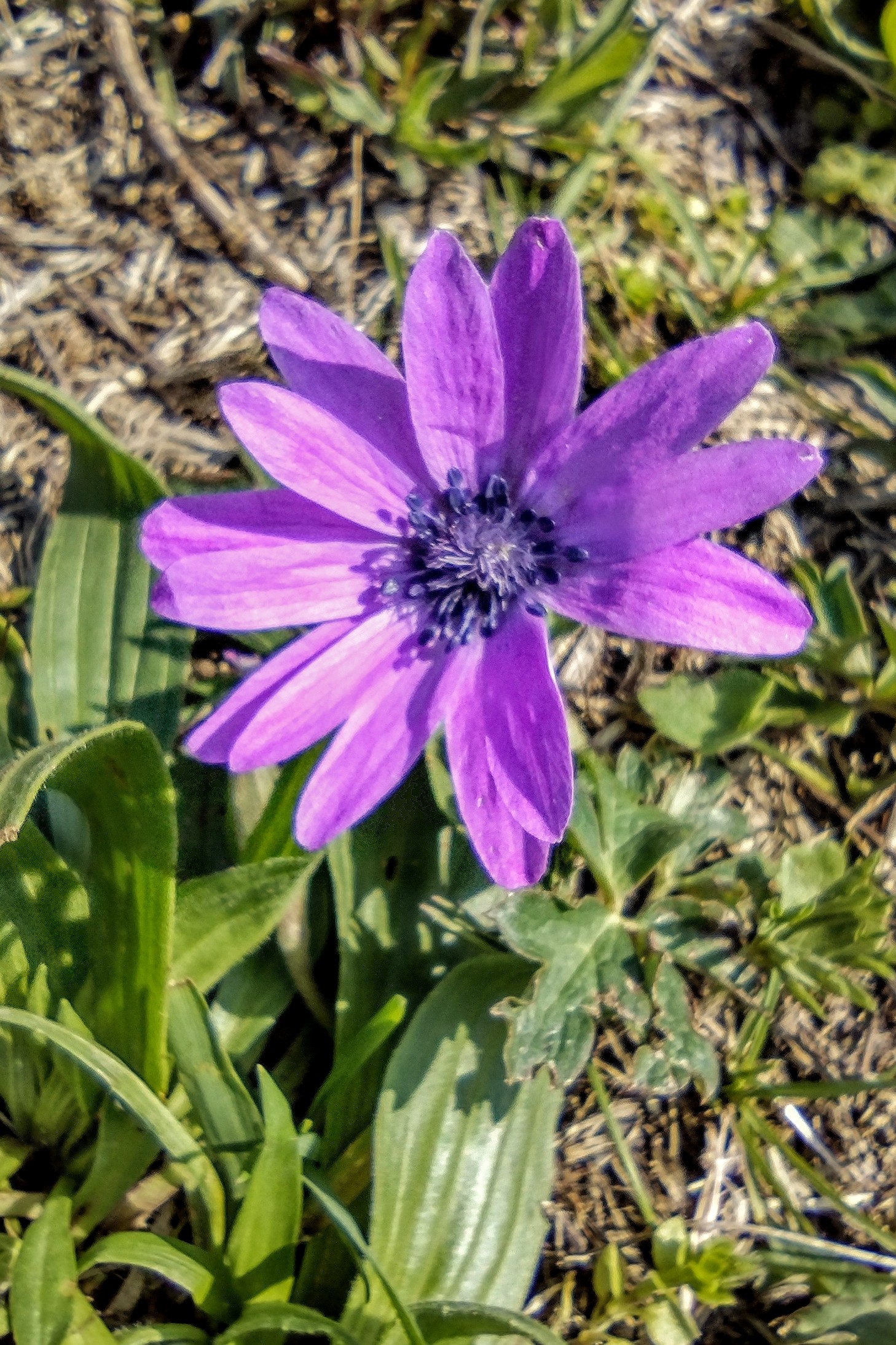 anemone hortensis