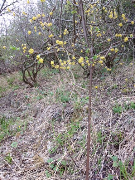 cornus sanguinea fioritoRIDOTTO