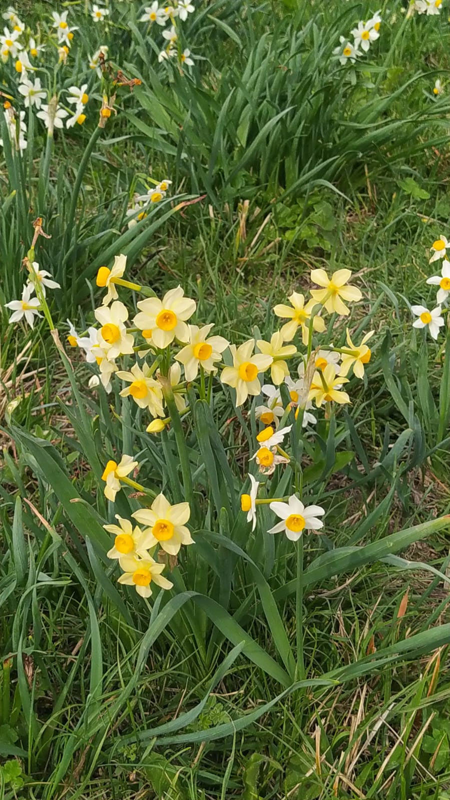 narcisi_2024_fiori.jpg