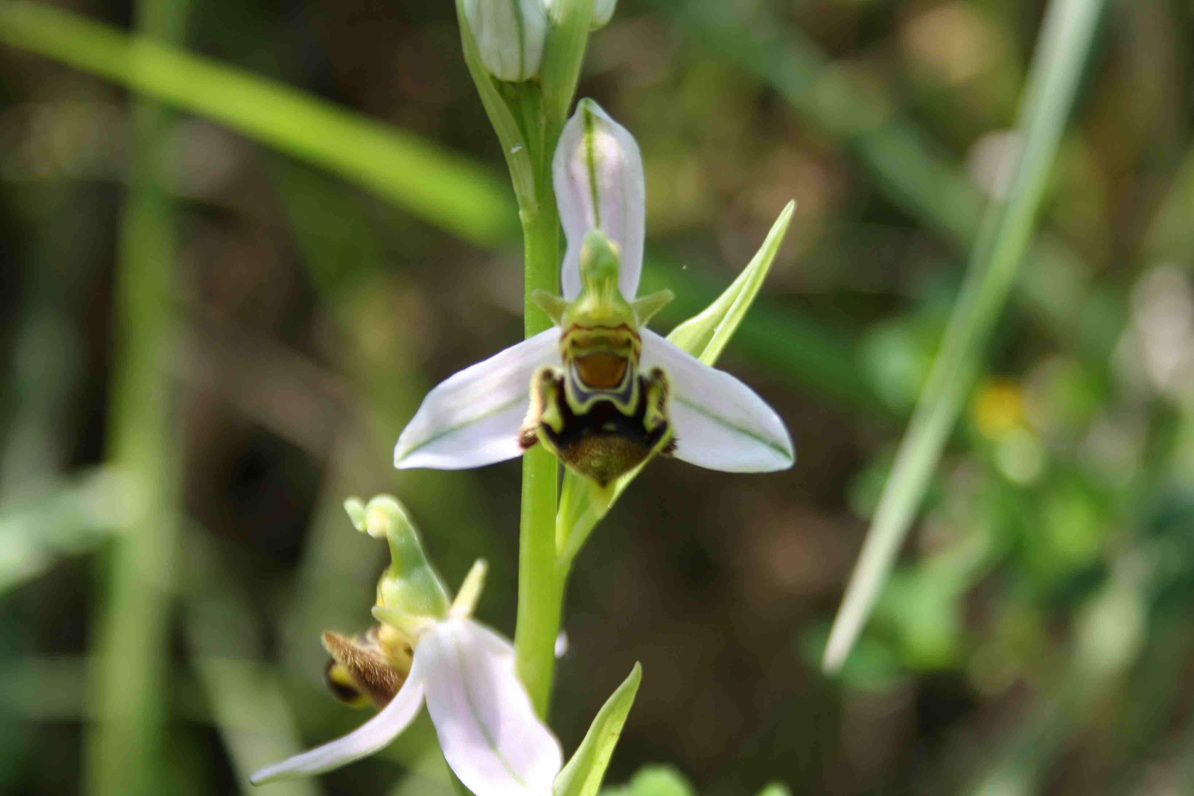 ophrys apifera