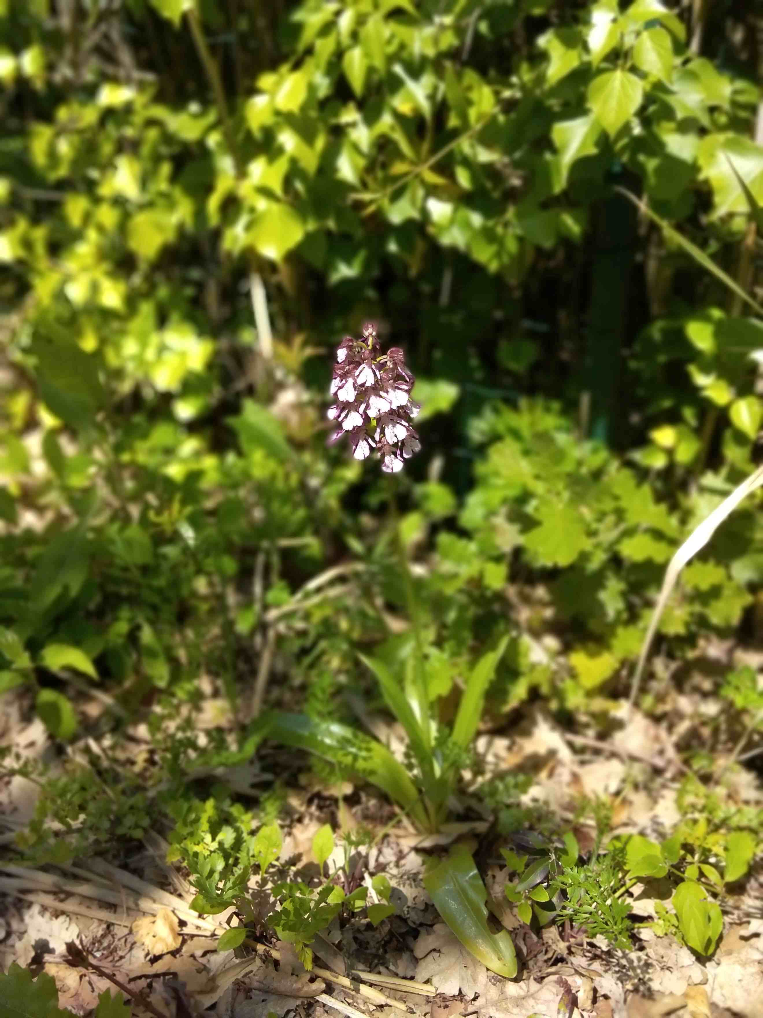 orchidea purpurea