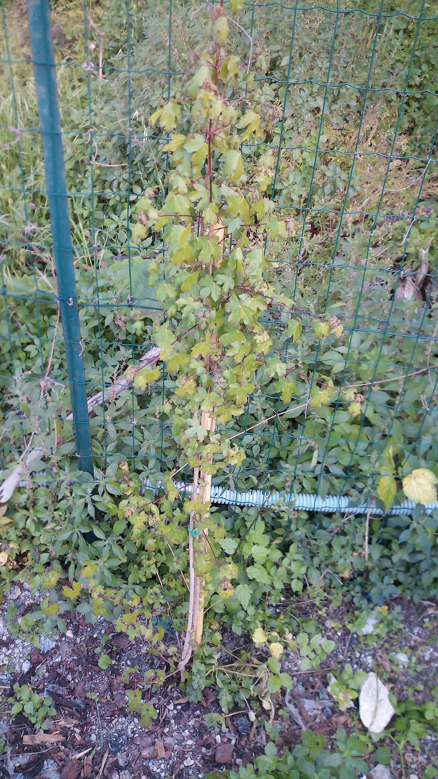 albero parcheggio vallemiano 2