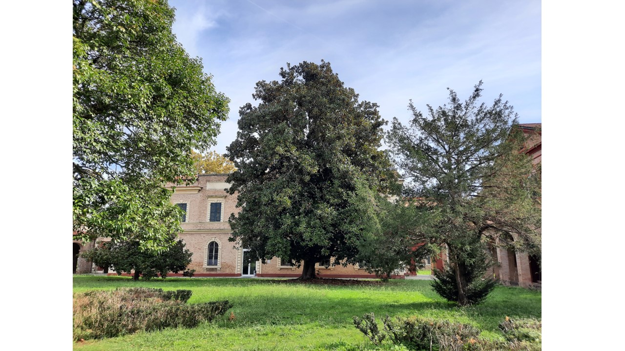 Magnolia