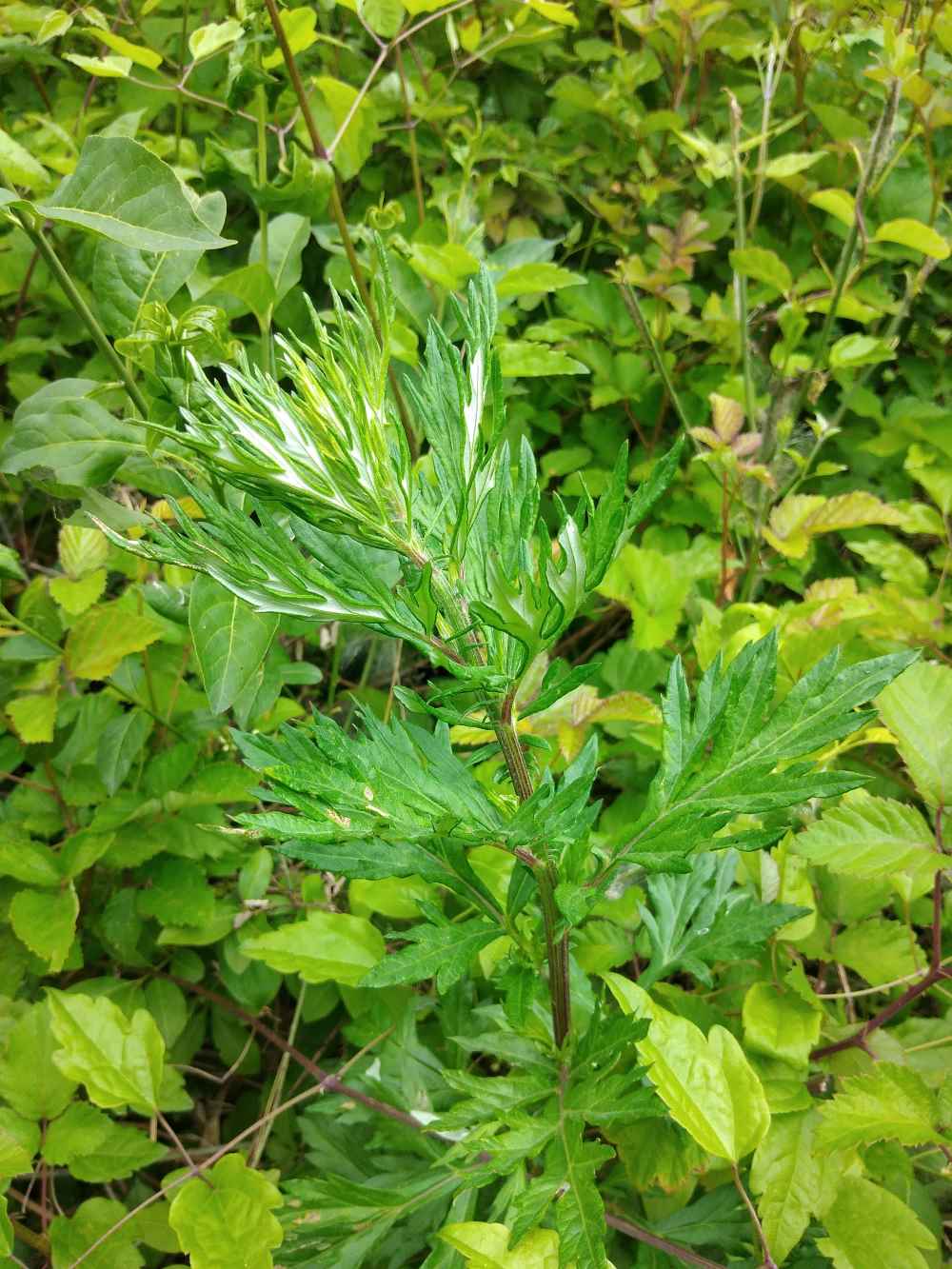 ARTEMISIA COMUNE