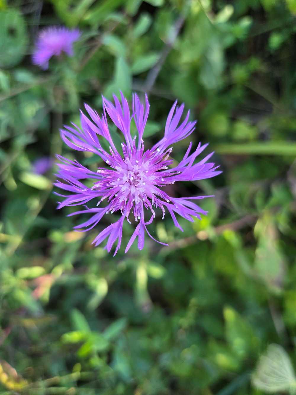 Fiordaliso Poiana