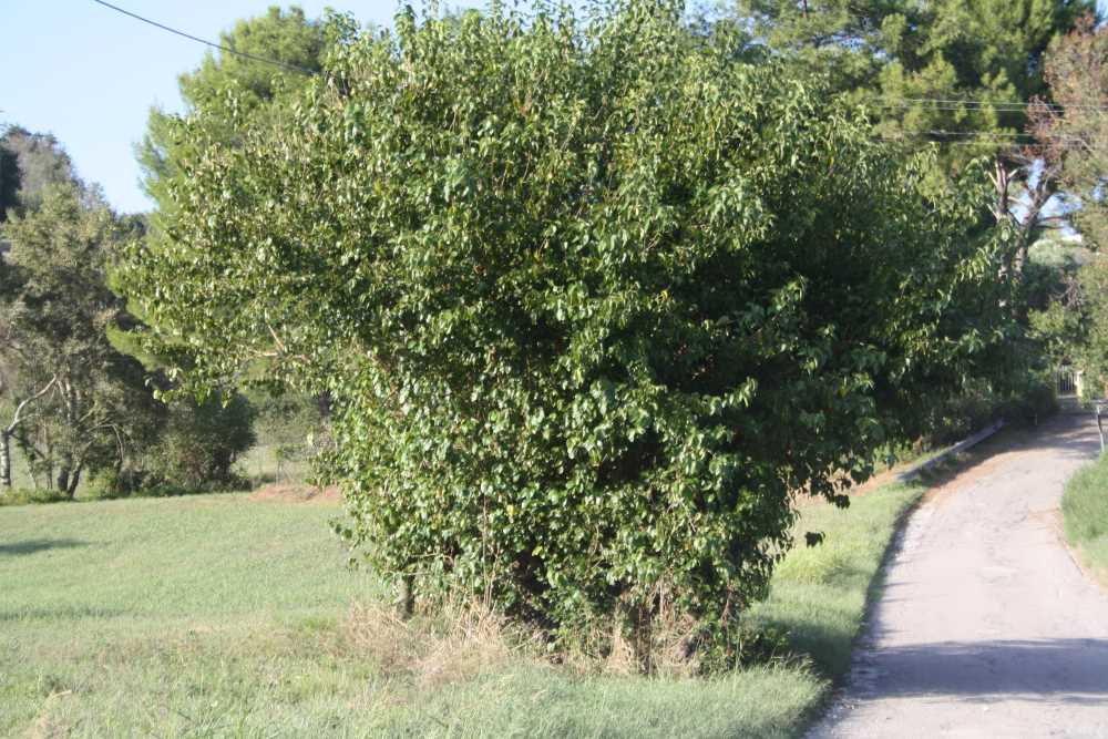 Gelso Via Ferrovia 1