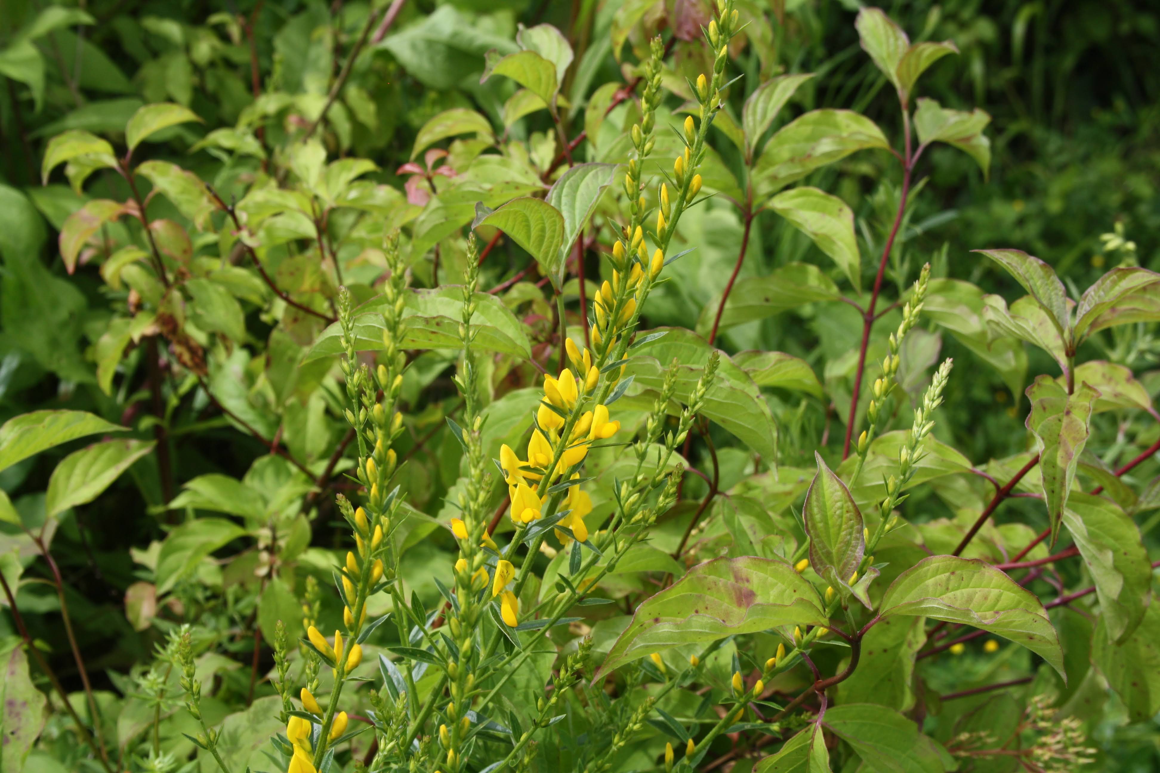 Ginestra minore Genista tinctoria sentiero Poiana 1