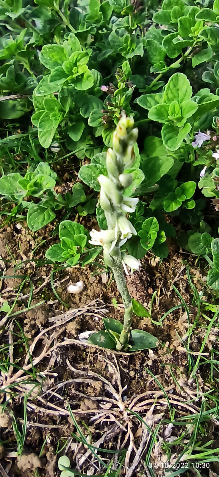 Spiranthes Sergio