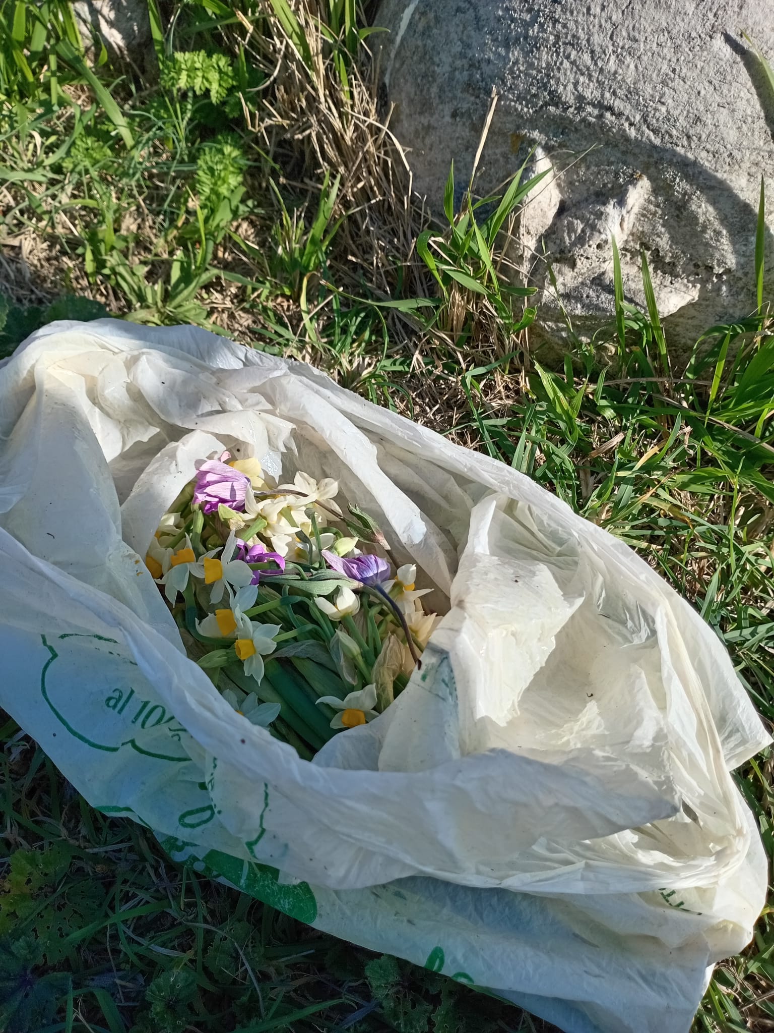 narcisi tagliati al cimitero ebraico
