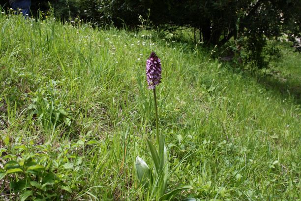 orchidea purpurea