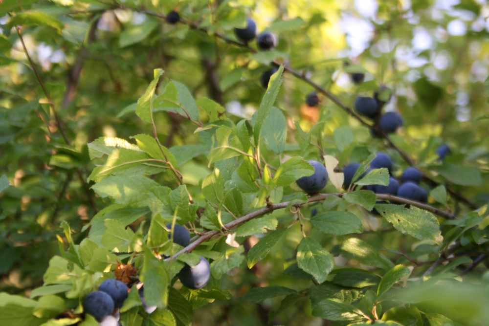 prugnolo spinoso ridim